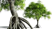 EVERYPlant Red Mangrove 09 --15 Models--