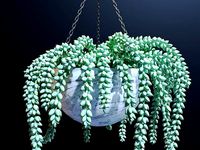 succulent sedum
