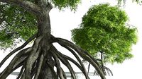 EVERYPlant Red Mangrove 08 --15 Models--