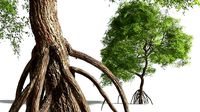 EVERYPlant Red Mangrove 07 --15 Models--