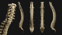 Human spine PBR
