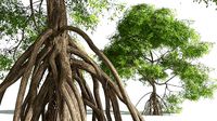 EVERYPlant Red Mangrove 05 --15 Models--