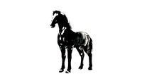 Ink horse ink painting