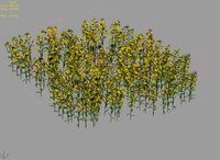 New Village - rape field