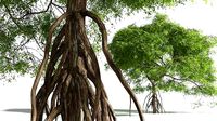 EVERYPlant Red Mangrove 04 --15 Models--