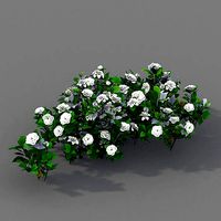 Journey to the West - Gardenia 01