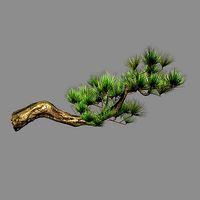 Tian Yin Temple - Pine 04