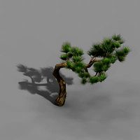 Tian Yin Temple - Pine 02