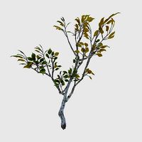 Empty Mulberry - birch 04