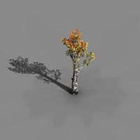 Empty mulberry - birch 01
