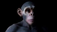 Ape High Detailed High and Low Poly
