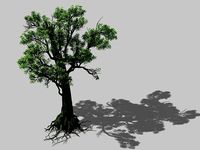 Big tree 1101