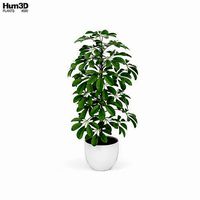 Schefflera
