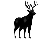 Mule deer