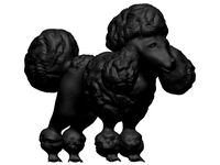 Poodle