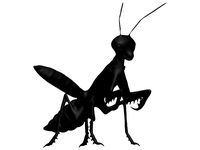 Praying mantis