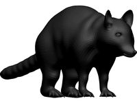 Raccoon
