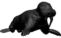 Walrus