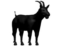 Goat