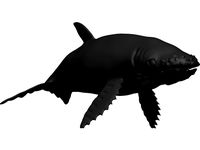 Humpback whale