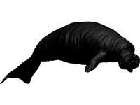 Manatee