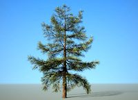 conifer tree 005