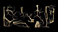 roots or vines pack low-poly