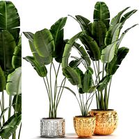 houseplants in a black pot for the interior 1005