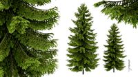 2 pine tree high and medium height