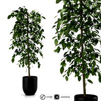 indoor and outdoor benjamina plant 8
