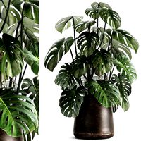 monstera in a rust pot for the interior 1001