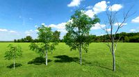 3d gameready models birch