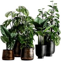 houseplants in a rusty flowerpot for the interior 999