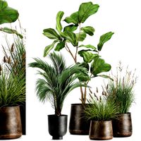 houseplants in a rust flowerpot for the interior 997