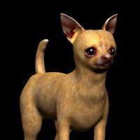 chihuahua dog