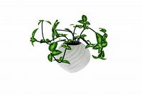 plants