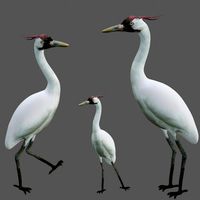 crane bird