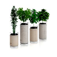 four herbs in glass pots