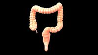 human large intestine