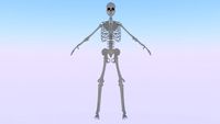 Skeleton of a Man