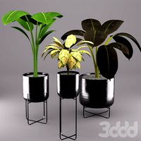 indoor plants