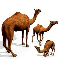 pro camel 8k - 3d animated model