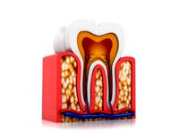 tooth half potion 3d