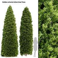 2 golden oriental arborvitae trees