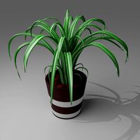 potted flower