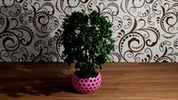 tree in pot