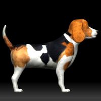 beagle dog