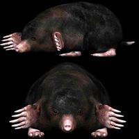mole