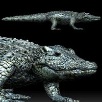 alligator crocodile