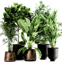 houseplants in a rust flowerpot for the interior 978